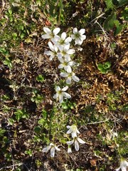 Pseudocherleria macrocarpa
