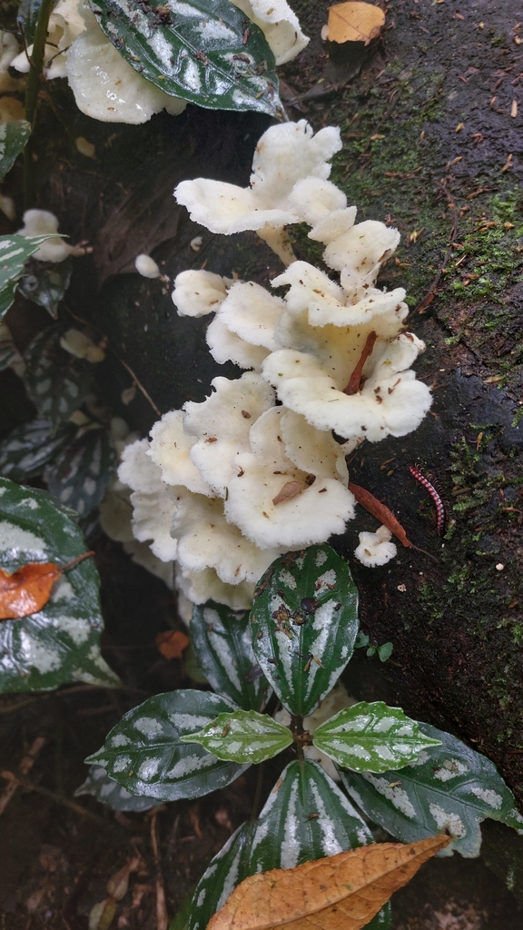 Favolus brasiliensis · February 2026 · photo: © danielsd (iNaturalist, cc-by-nc)