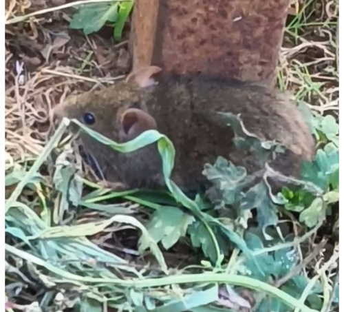 Chilean Climbing Mouse