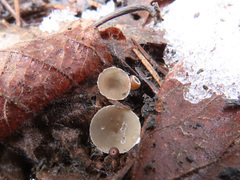 Ciboria coryli