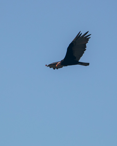 Lesser Yellow-headed Vulture