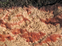 Phlebia centrifuga