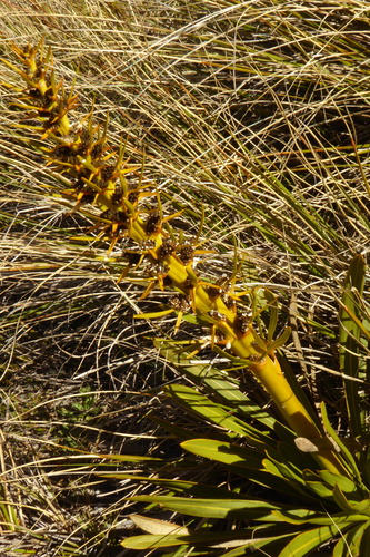 Aciphylla kirkii (Aciphylla kirkii)
