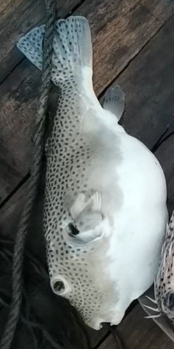Arothron stellatus