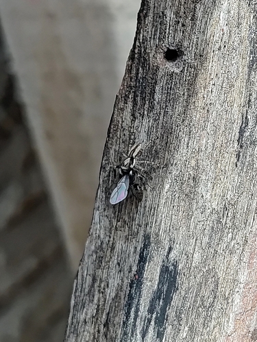 Gray Wall Jumping Spider