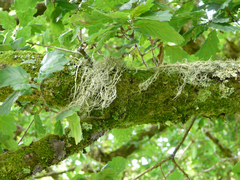 Usnea articulata
