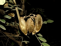 Colutea cilicica