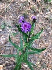 Vernonia greggii