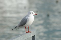 Chroicocephalus ridibundus