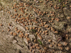 Pezicula corylina