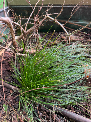 Eleocharis geniculata observed 2026-02-21