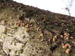 Pezicula corylina