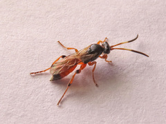 Ichneumon oblongus