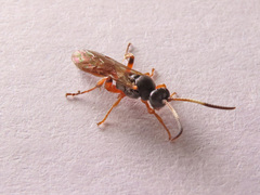 Ichneumon oblongus