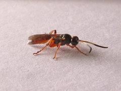 Ichneumon oblongus