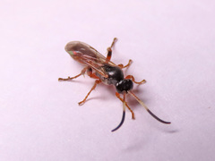 Ichneumon oblongus