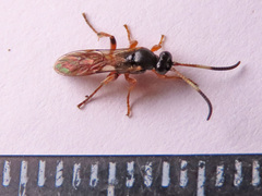 Ichneumon oblongus