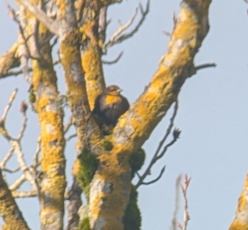 Yellow-headed Blackbird (Xanthocephalus xanthocephalus), photo 3