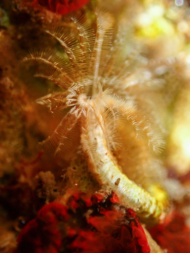 Hydroides elegans observed 2026-02-20