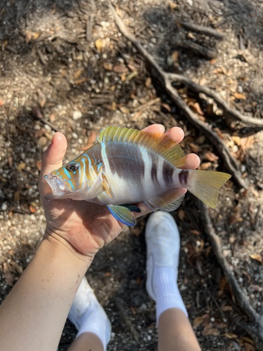 Bad lucks (Hypoplectrus puella) — Serranidae — 3