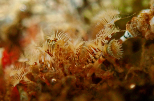 Hydroides elegans observed 2026-02-20