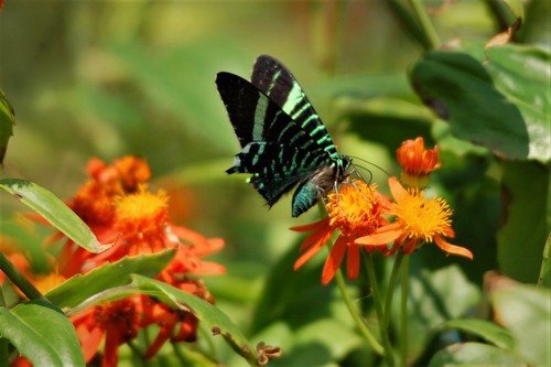 Urania Swallowtail Moth