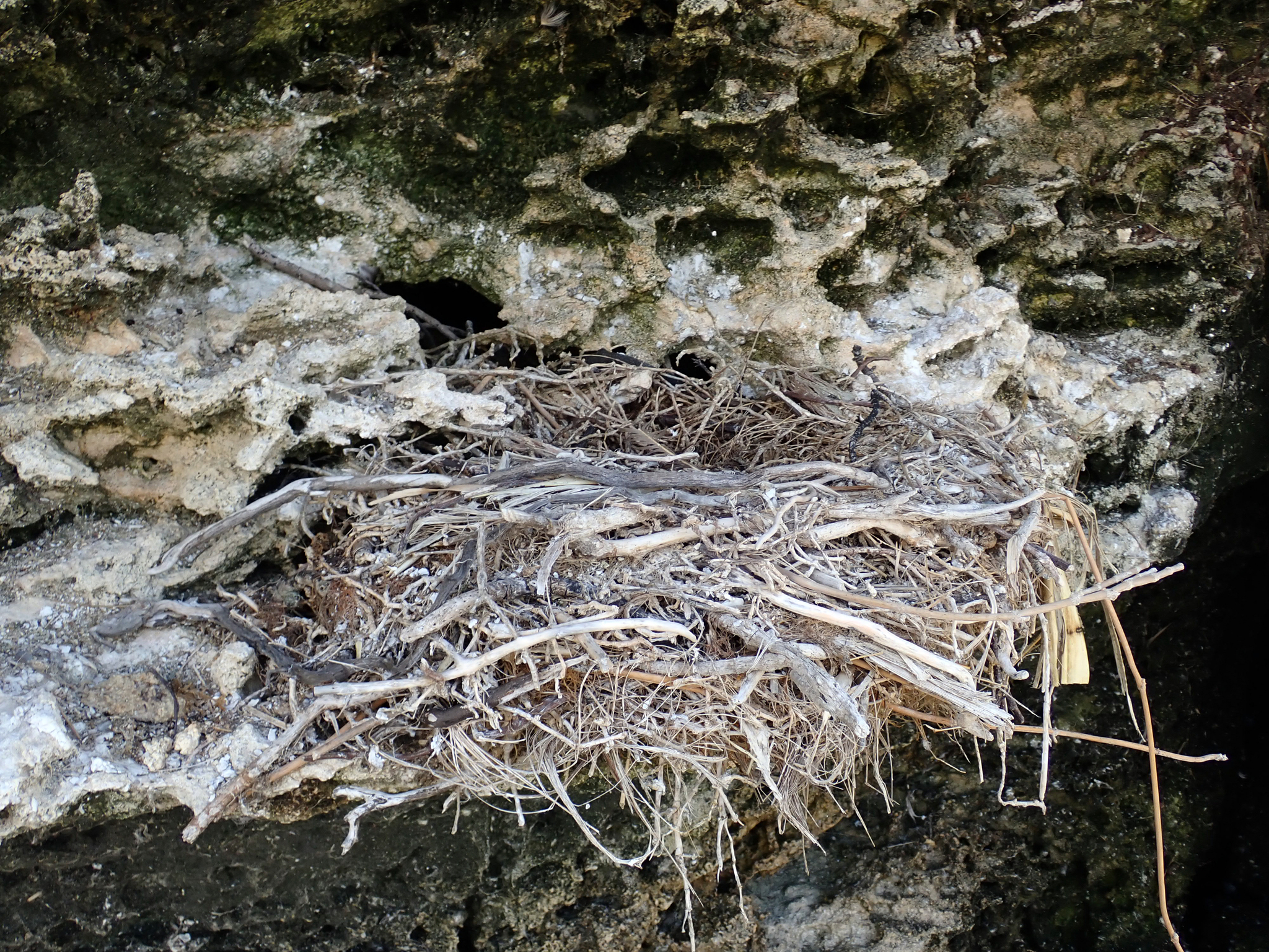 Pitt Shag (Phalacrocorax featherstoni), photo 1