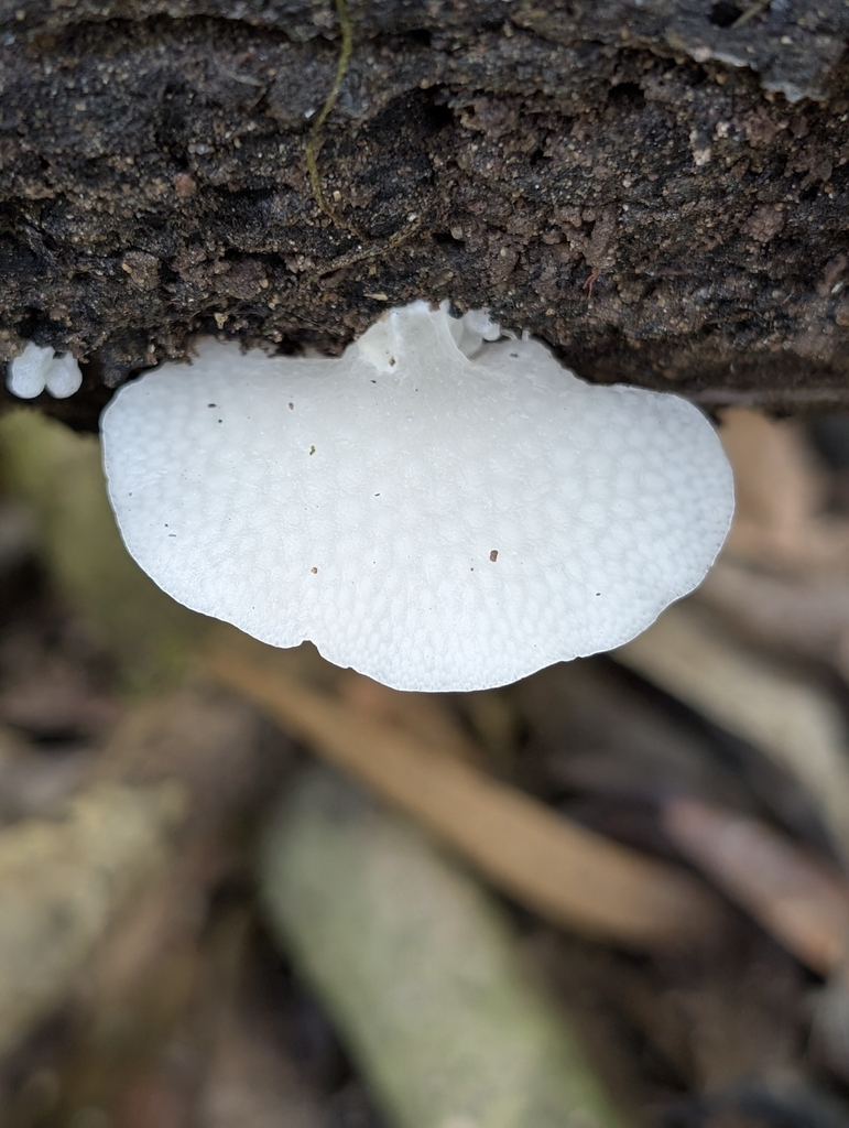 Favolaschia pustulosa · February 2026 · photo: © uncivilisation (iNaturalist, cc-by)