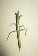 Episcopomantis chalybea
