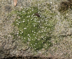 Bacidina delicata