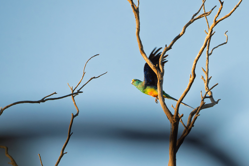 Mulga Parrot