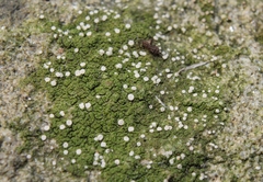 Bacidina delicata