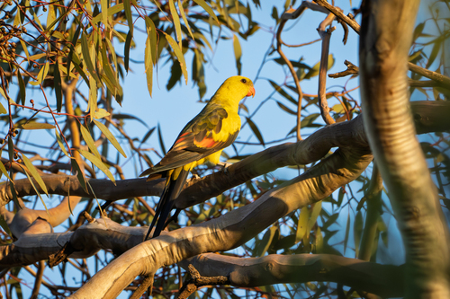 Regent Parrot