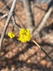 Cornus
