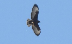 Buteo brachyurus
