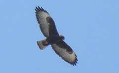 Buteo brachyurus