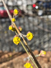 Cornus