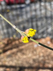 Cornus