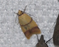 Heteroteucha translatella