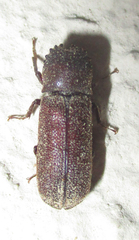 Bostrichoidea