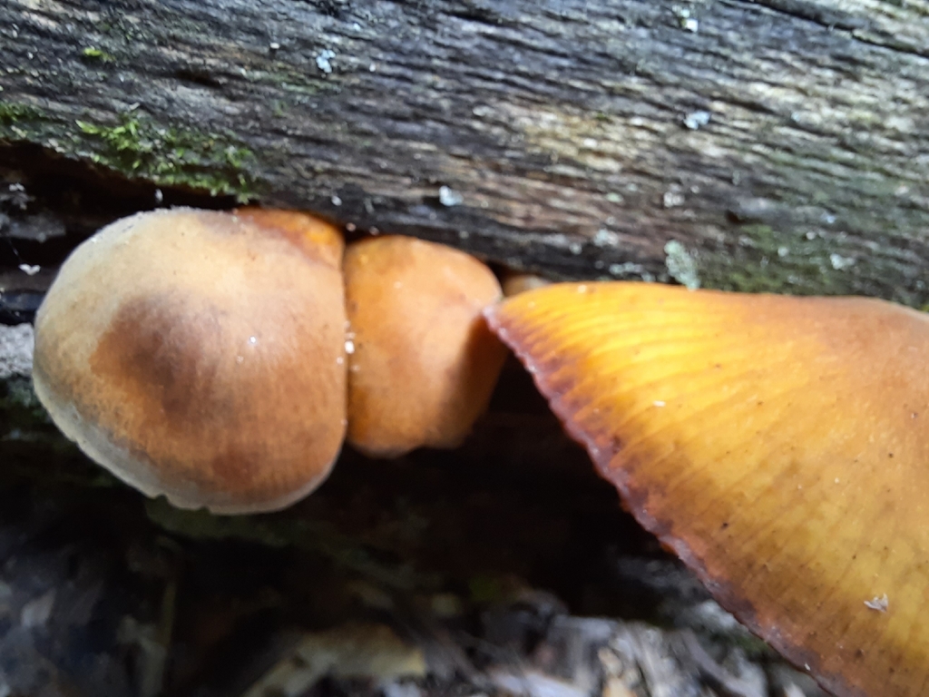 Heimiomyces velutipes · February 2026 · photo: © maxxrandomnumbers (iNaturalist, cc0)