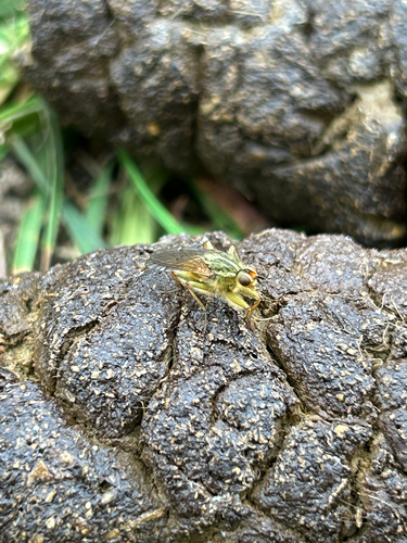 Unknown species found near Humboldt County, US-CA, US