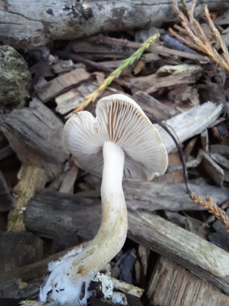 Agrocybe putaminum · February 2026 · photo: © maxxrandomnumbers (iNaturalist, cc0)