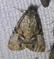 Alophosoma emmelopis