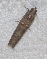 Hypargyria metalliferella