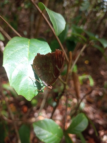orsis bluewing