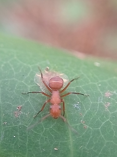 Camponotus rectangularis