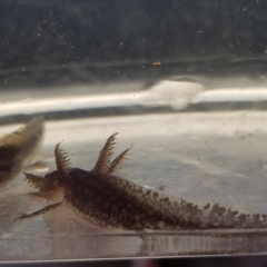 Ambystoma opacum