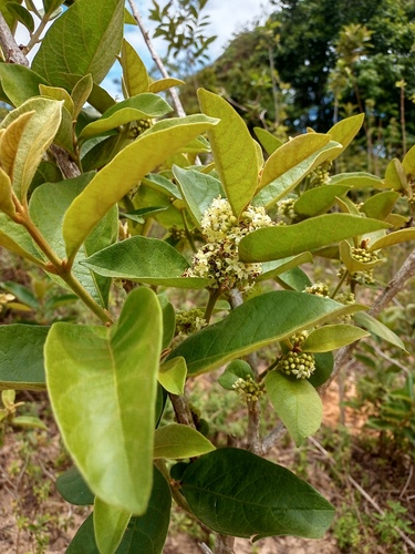 Aegiphila verticillata
