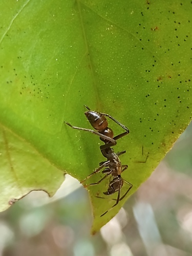 Sphecotypus niger